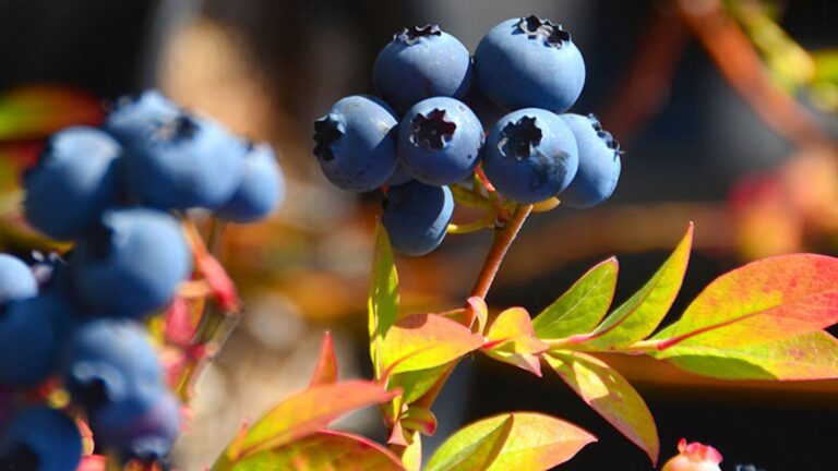 Вирощування лохини: секрети успішного культивування «синьої перлини» саду