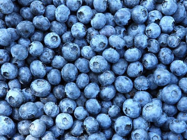 Вирощування лохини: секрети успішного культивування «синьої перлини» саду