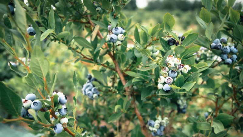 Выращивание голубики: секреты успешного культивирования «синей жемчужины» сада