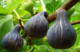 Як виростити вдома інжир: повний практичний посібник для успішного врожаю