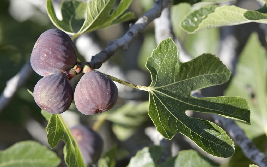 Як виростити вдома інжир: повний практичний посібник для успішного врожаю